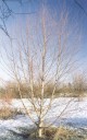 Thumbs/tn_Birch tree Winter 1999-2000(2).jpg